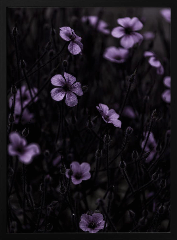 Dark Flowers 10 | Poster
