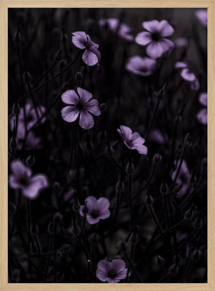Dark Flowers 10 | Poster