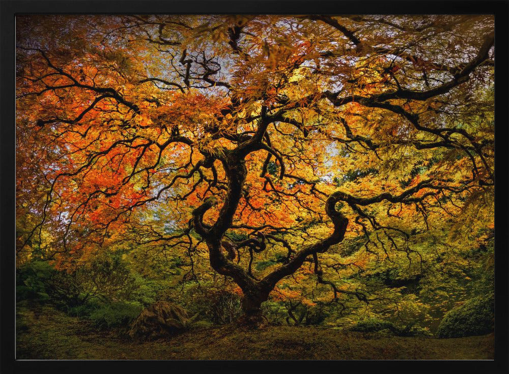 The maple Tree | Poster