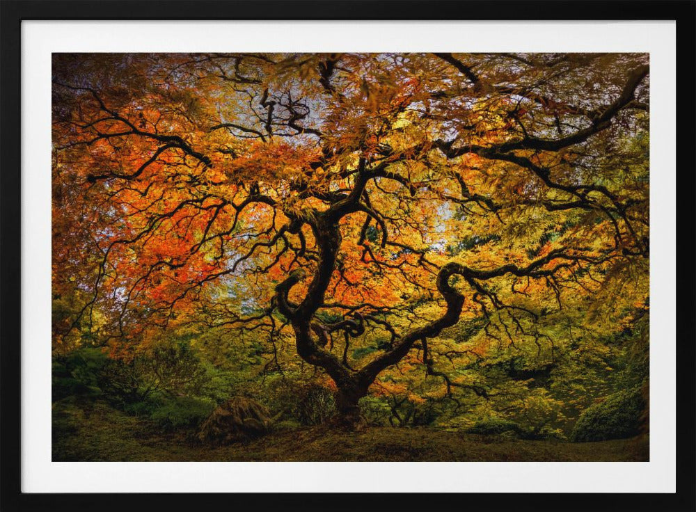 The maple Tree | Poster