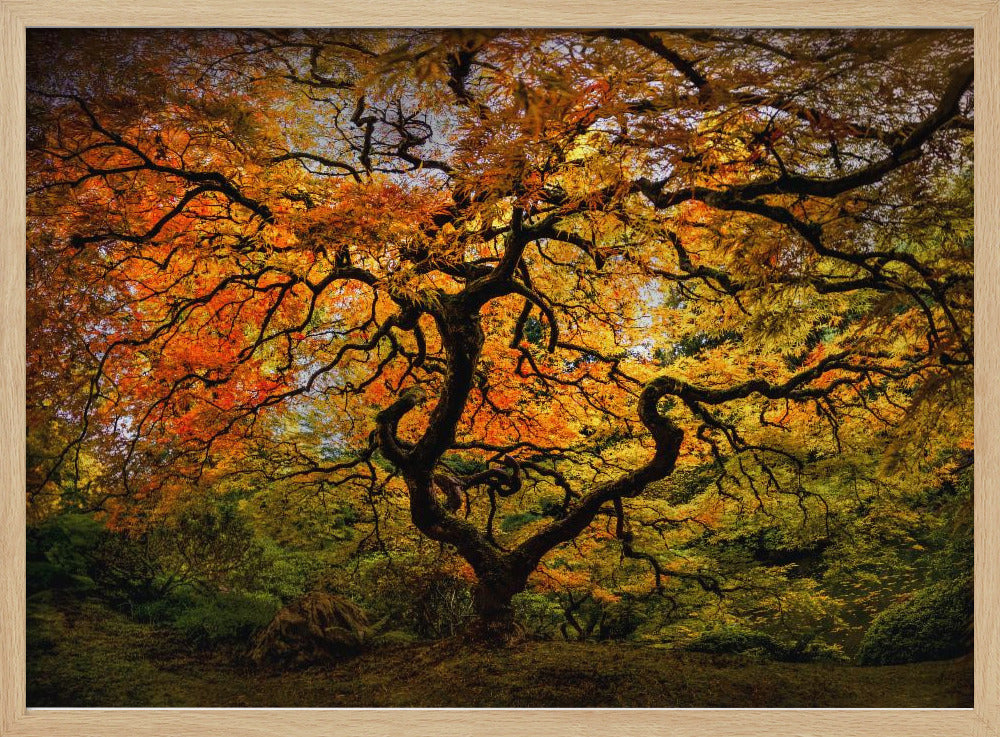 The maple Tree | Poster