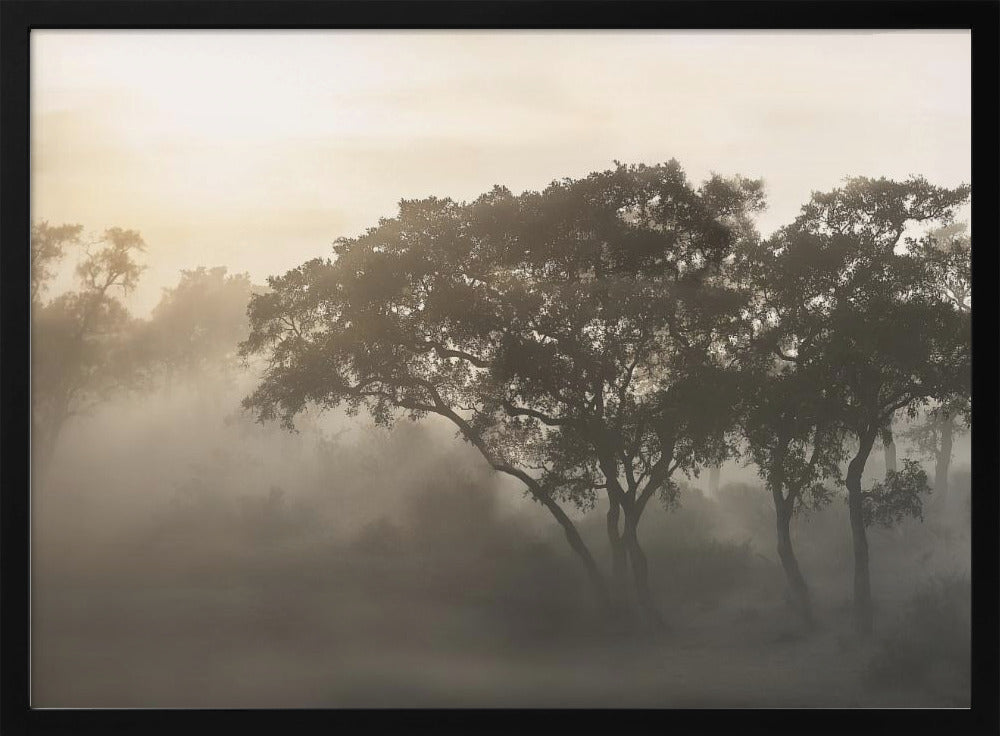 SAVANA SUNRISE | Poster