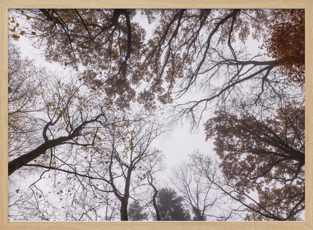 Looking Up 2 | Poster