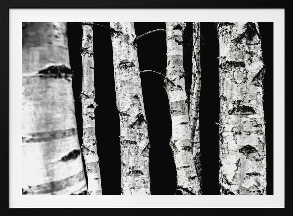 Birch Trees | Poster