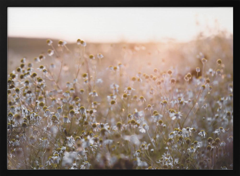 Summer Morning 7 | Poster