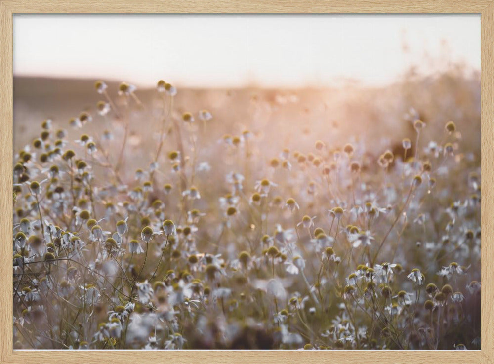 Summer Morning 7 | Poster