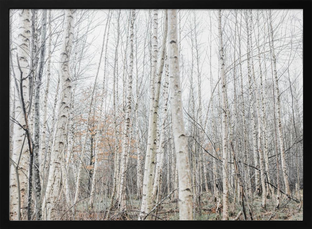 Birch Trees 9 | Poster
