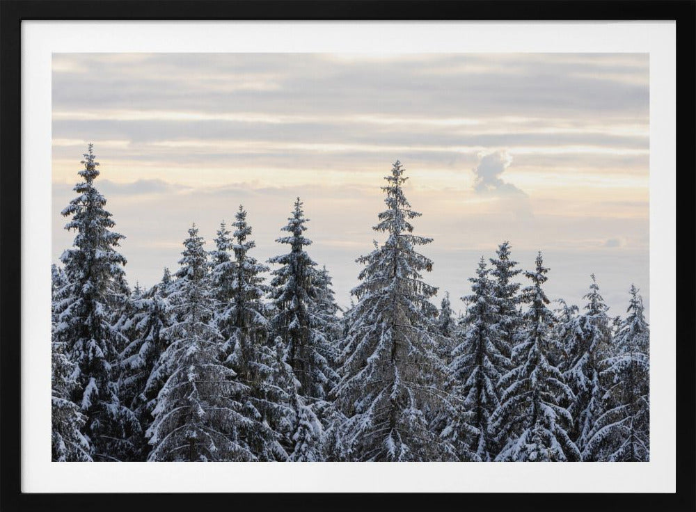 Snow Covered Trees 8 | Poster