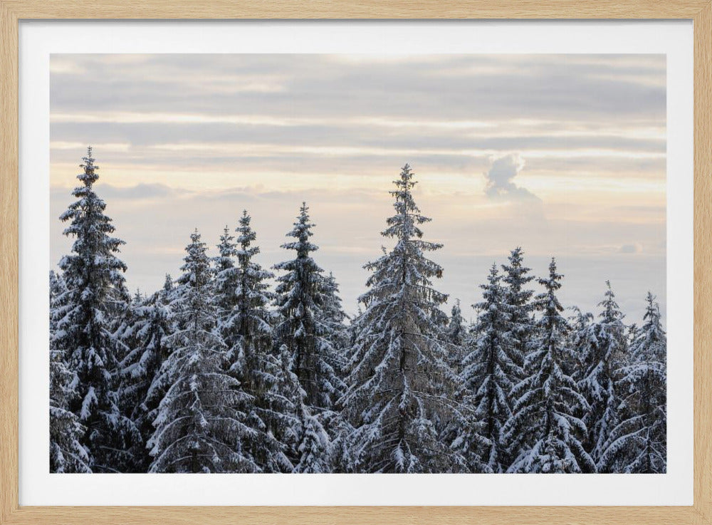 Snow Covered Trees 8 | Poster