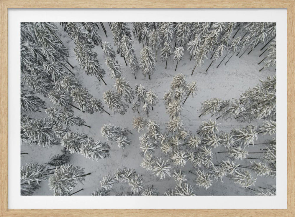 Snow Covered Trees 3 | Poster