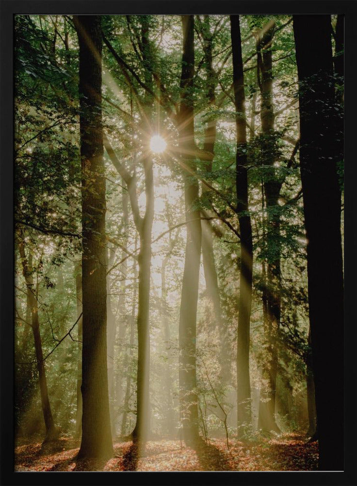 Sunbeams through the forest | Poster