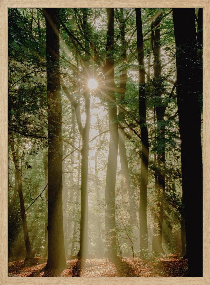 Sunbeams through the forest | Poster
