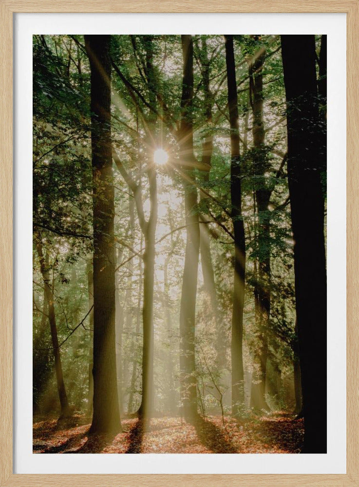 Sunbeams through the forest | Poster