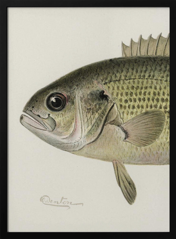 Rock Bass Crop | Poster