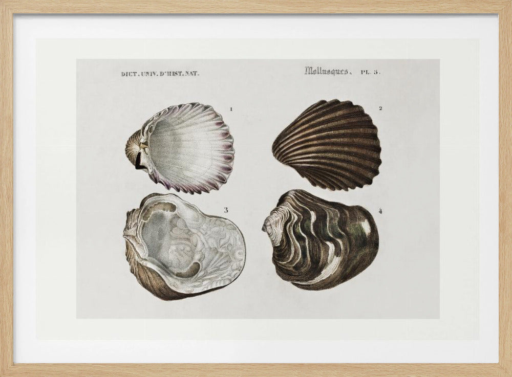 Sealife III | Poster