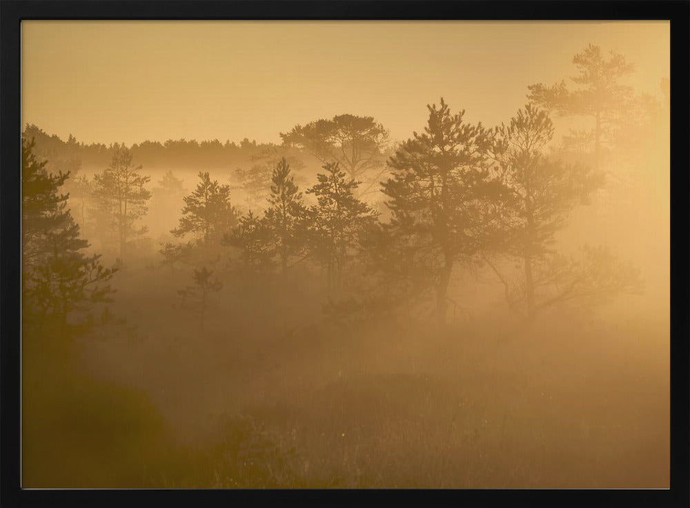 20220809 Dsf8002 1 | Poster