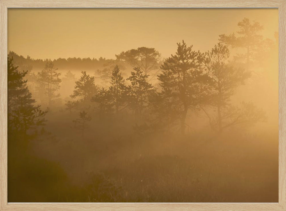 20220809 Dsf8002 1 | Poster