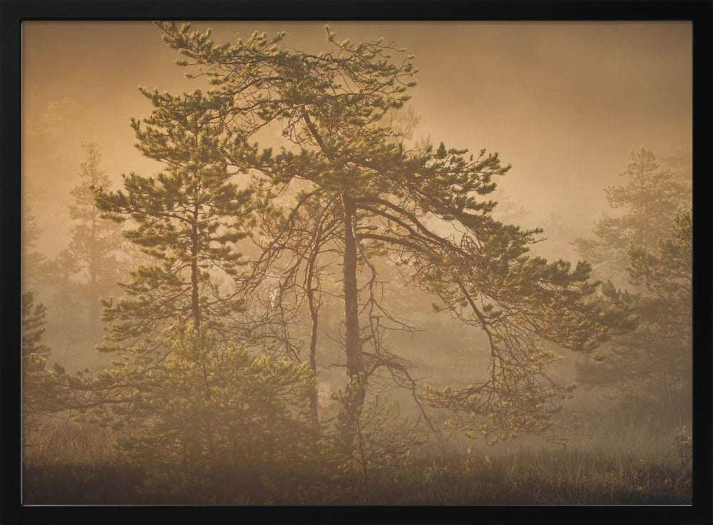 20220809 Dsf8003 1 | Poster