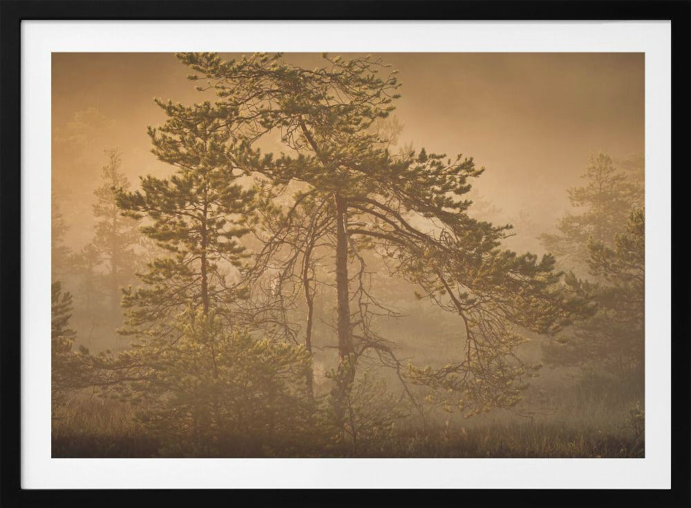 20220809 Dsf8003 1 | Poster