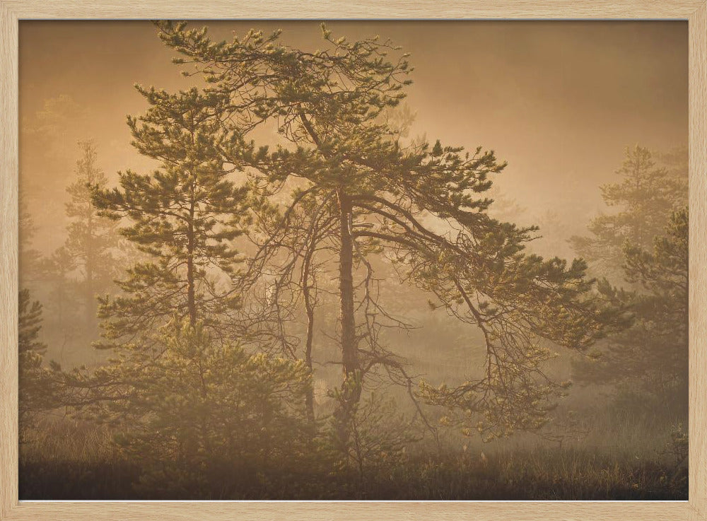 20220809 Dsf8003 1 | Poster