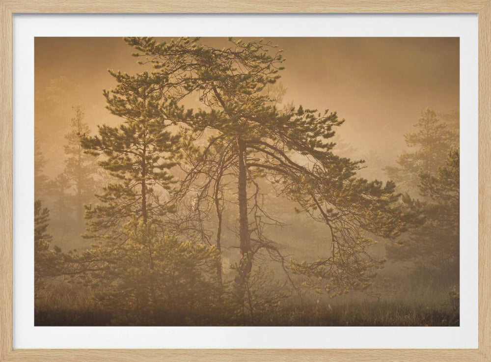 20220809 Dsf8003 1 | Poster