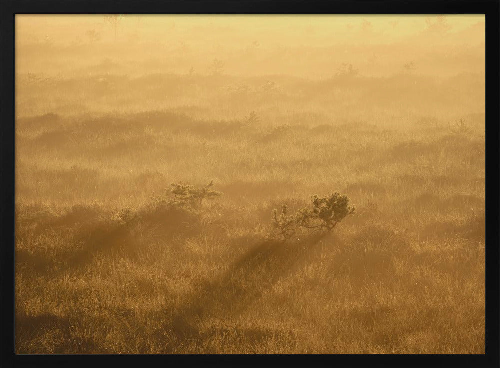 20220809 Dsf8027 1 | Poster