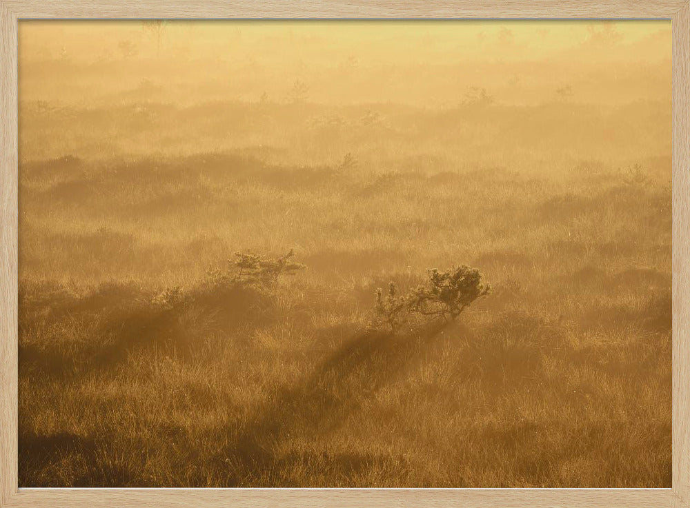 20220809 Dsf8027 1 | Poster