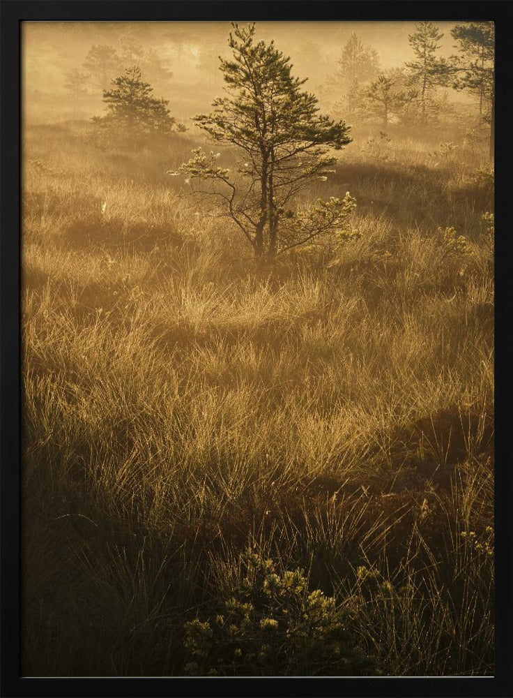 20220809 Dsf8033 | Poster