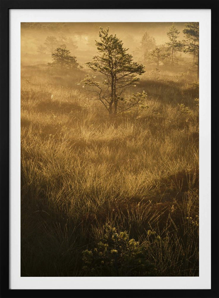 20220809 Dsf8033 | Poster