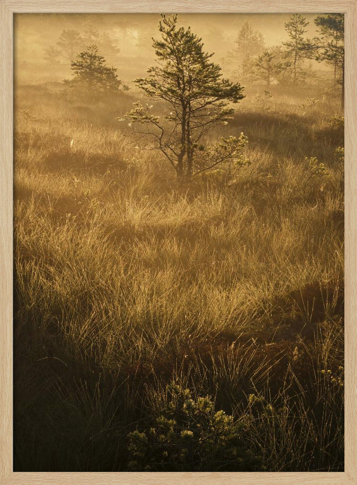 20220809 Dsf8033 | Poster