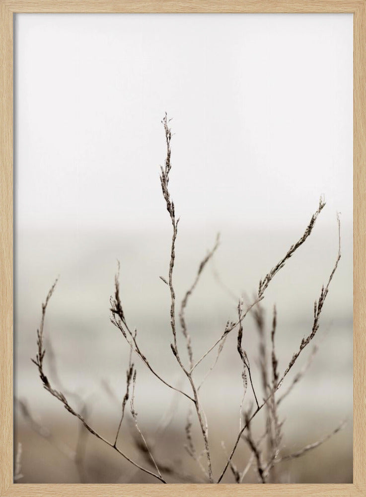 Pickleweed No.1 | Poster