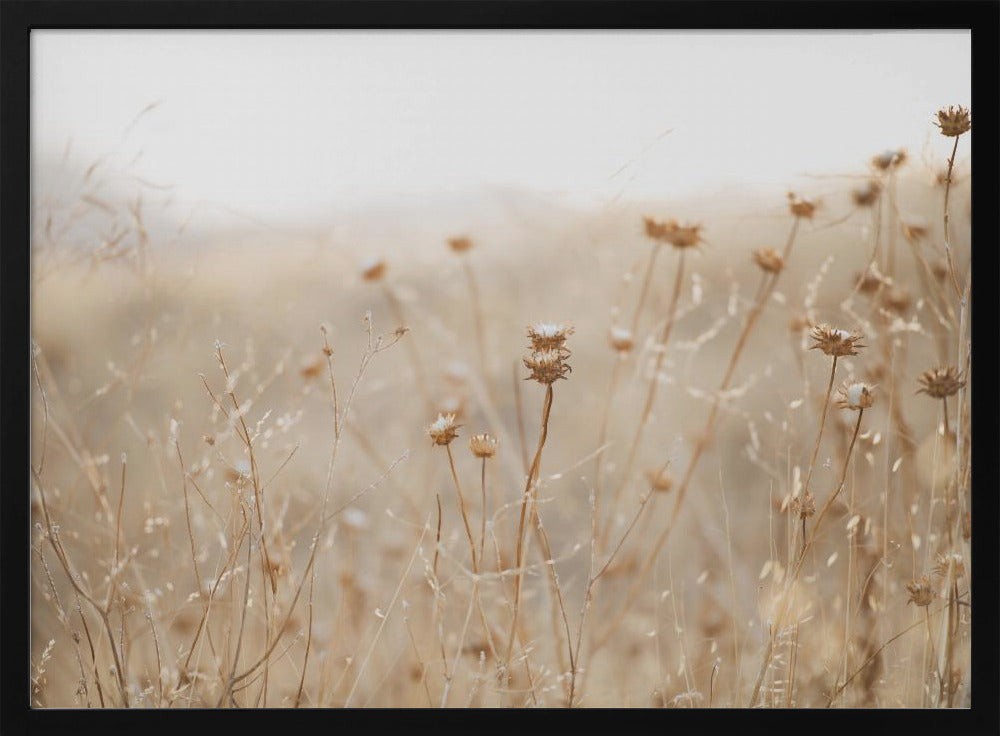 winter thistle no.2 | Poster