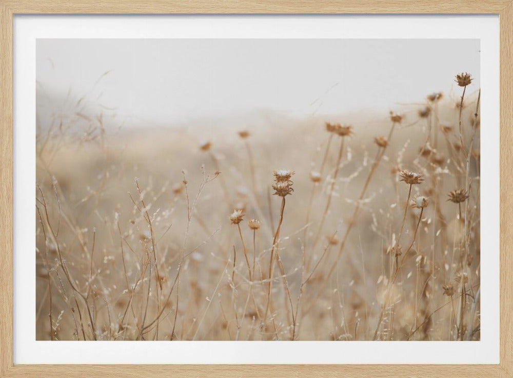 winter thistle no.2 | Poster