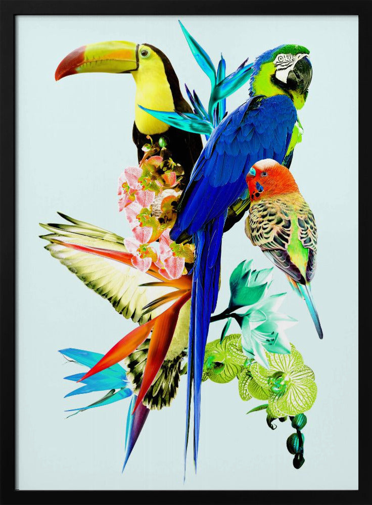 Birds of Paradise II | Poster
