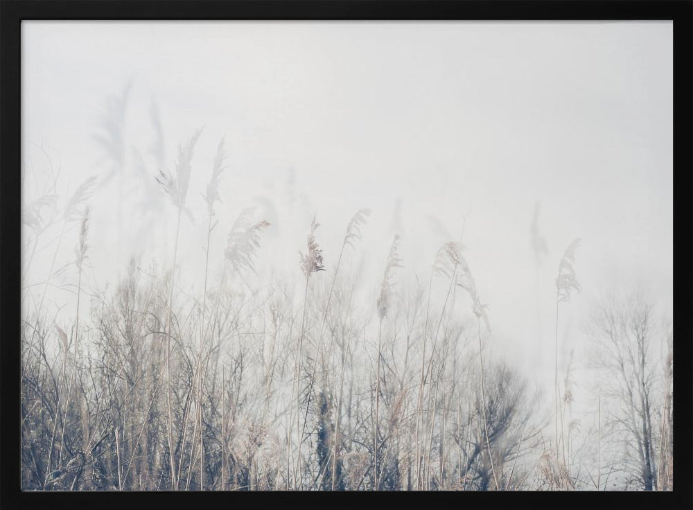 Landscape of reeds and grass | Poster