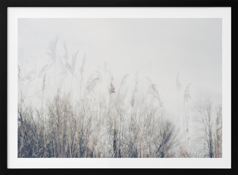 Landscape of reeds and grass | Poster