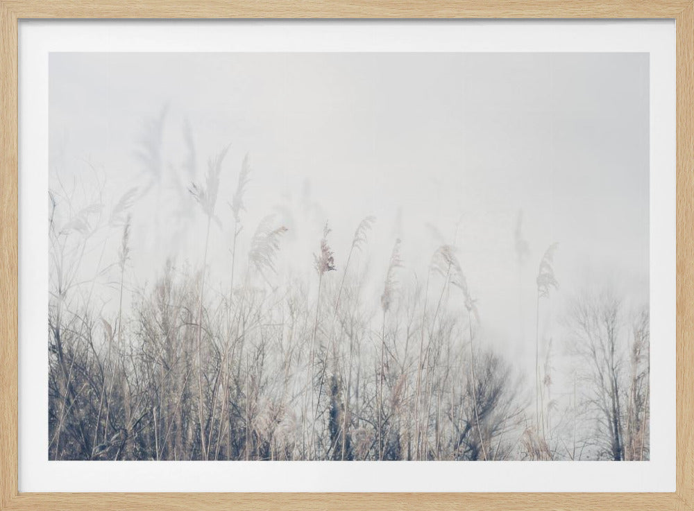 Landscape of reeds and grass | Poster