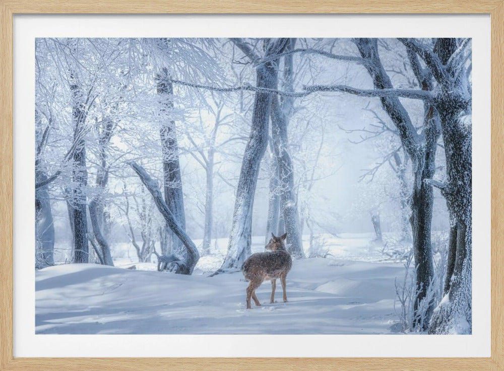 The Sika Deer in the Snowy Forest | Poster