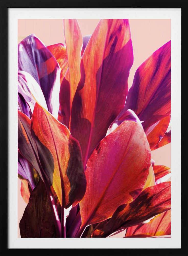Fuchsia Leaves I | Poster