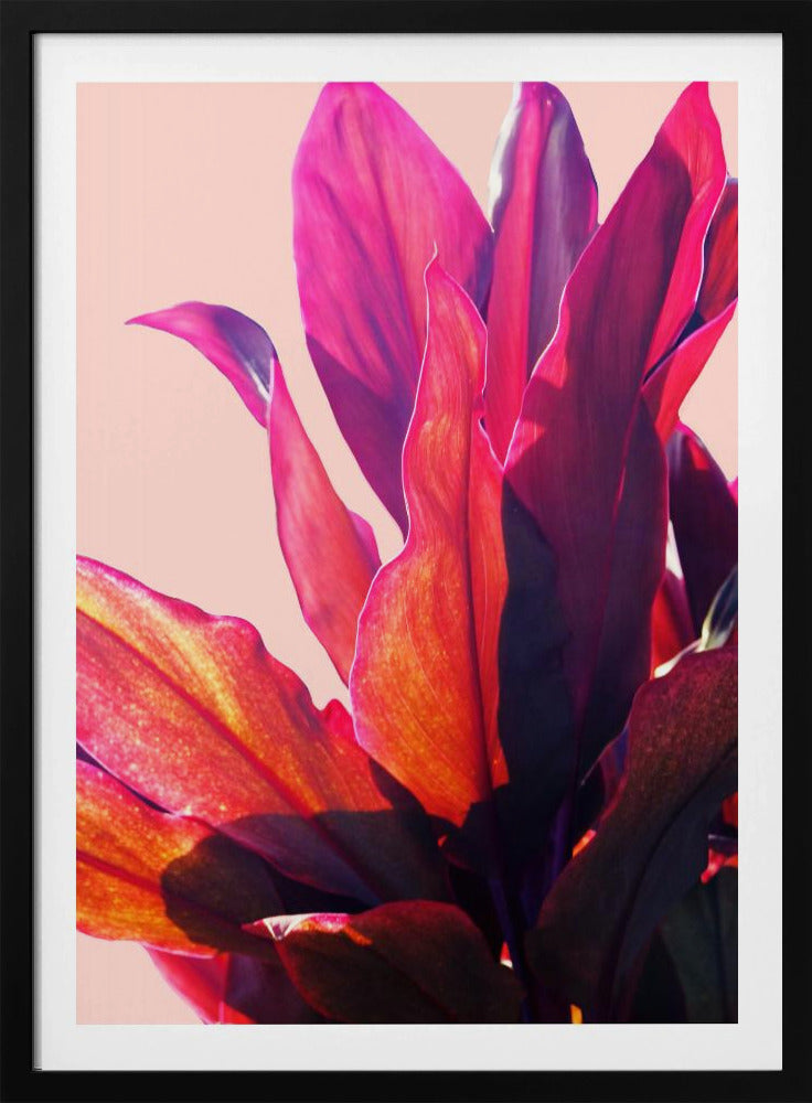 Fuchsia Leaves II | Poster