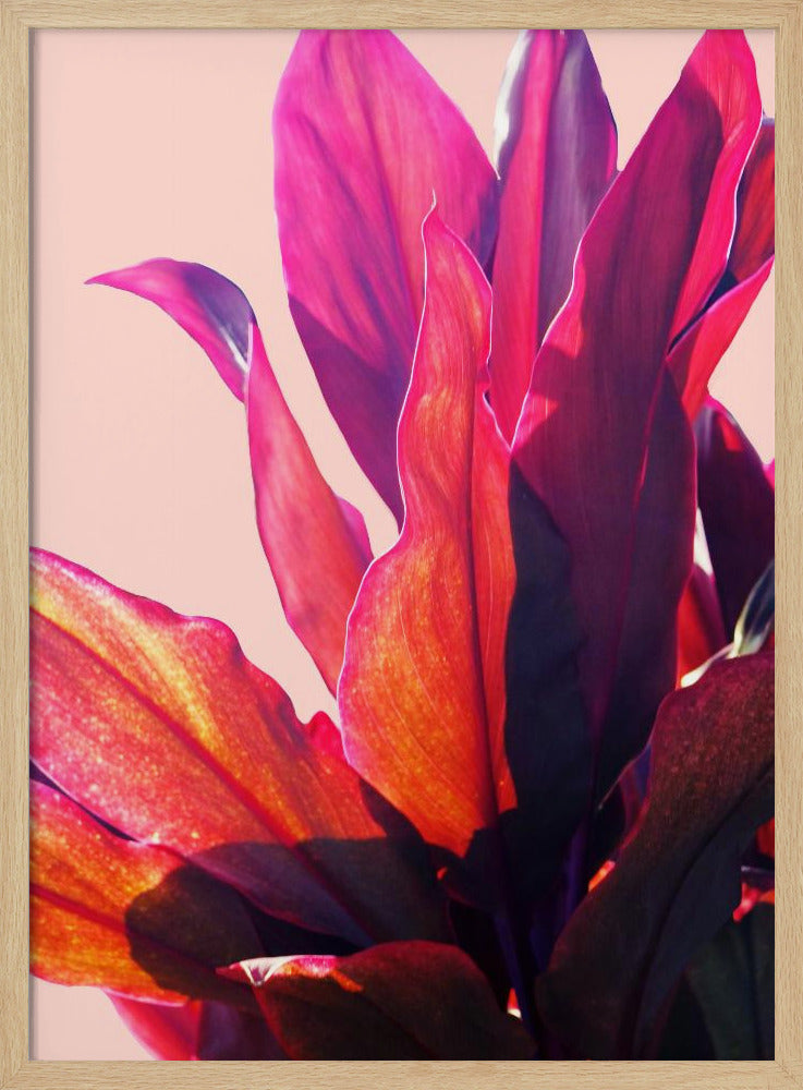 Fuchsia Leaves II | Poster