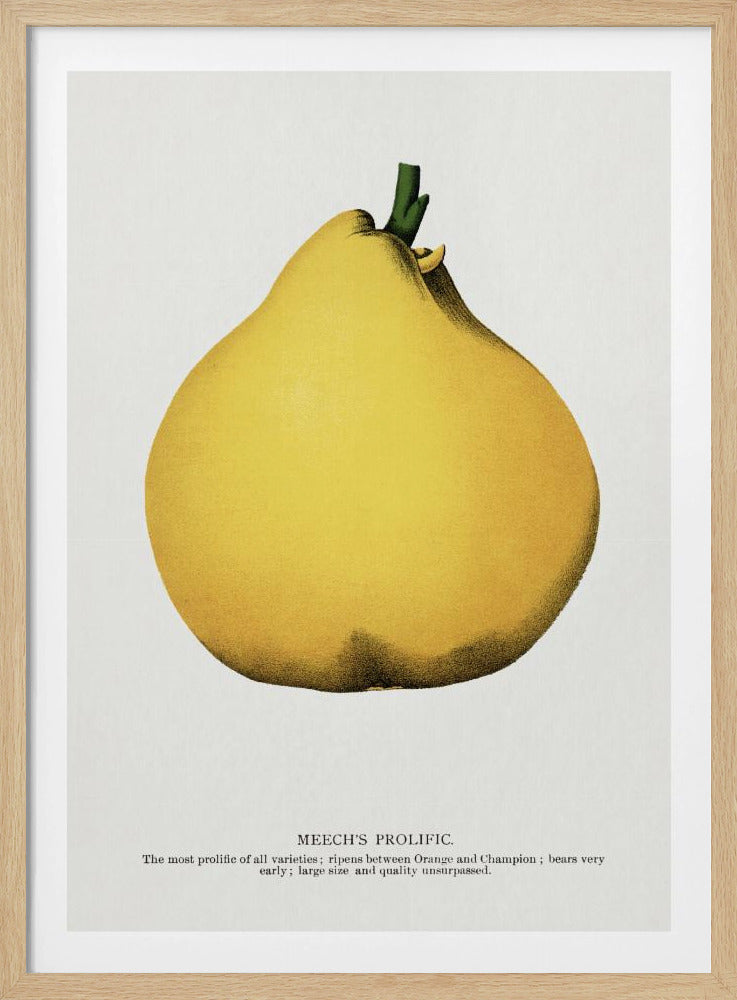 Meech's Prolific Pear Lithograph | Poster