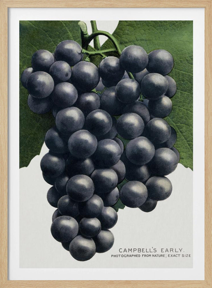 Campbell's Early Grape Lithograph | Poster