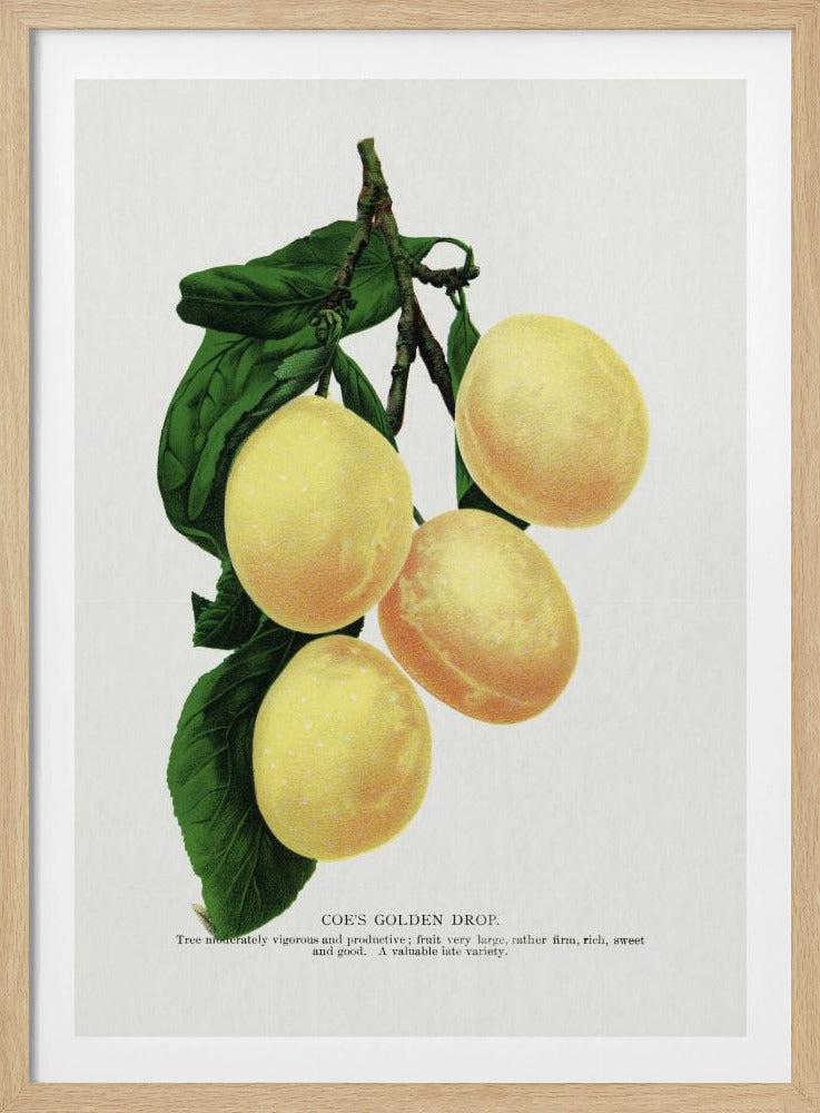 Coe's Golden Drop Plum Lithograph | Poster