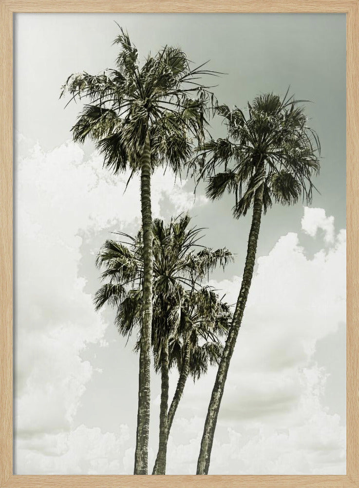Palm Trees and sky | Vintage | Poster