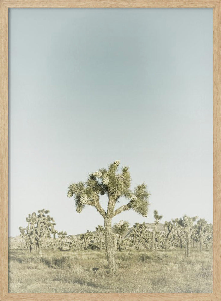 Vintage Joshua Tree National Park | Poster