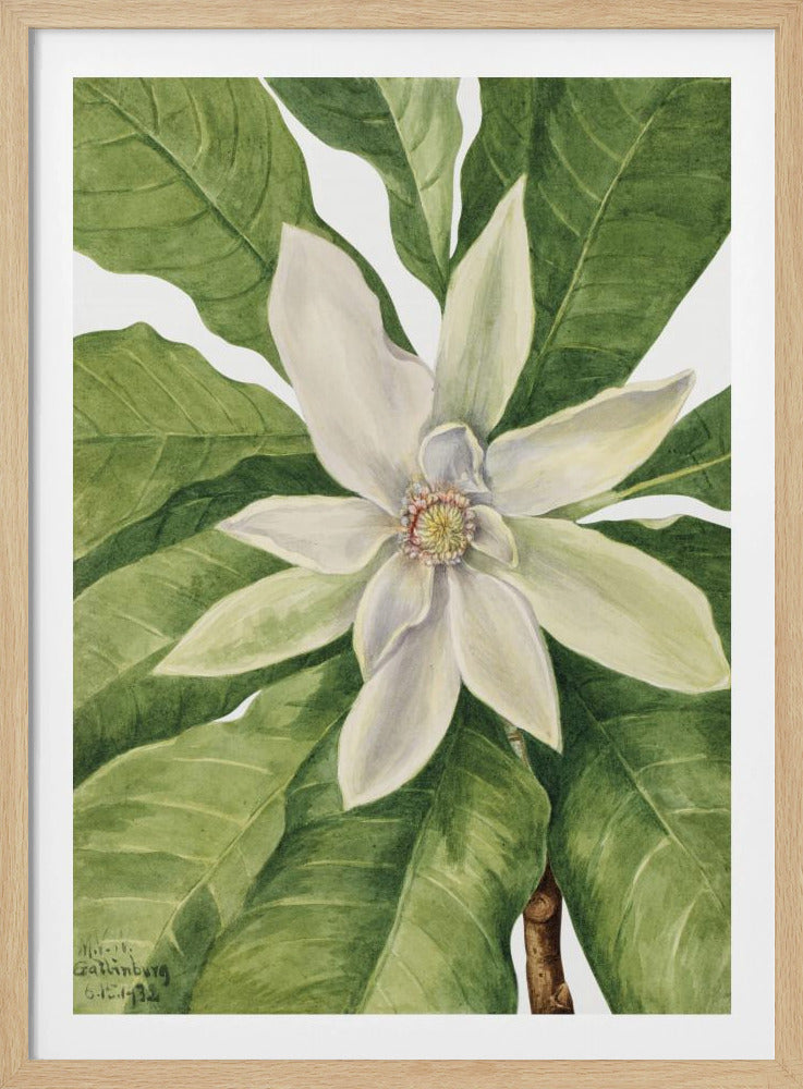 Umbrella Tree (1932) | Poster