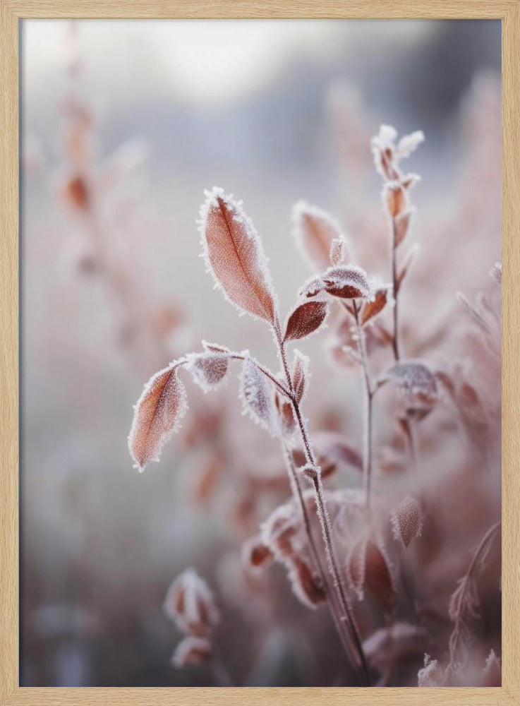 Frosted Elegance | Poster