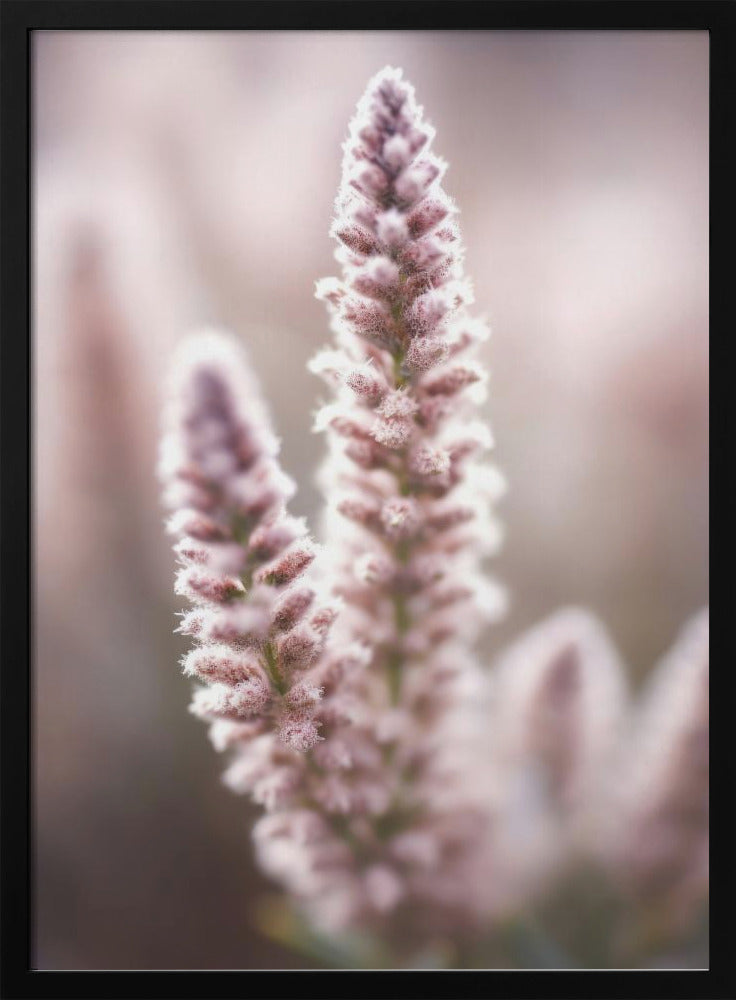 Soft Blossom Hues | Poster