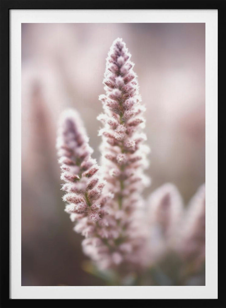 Soft Blossom Hues | Poster